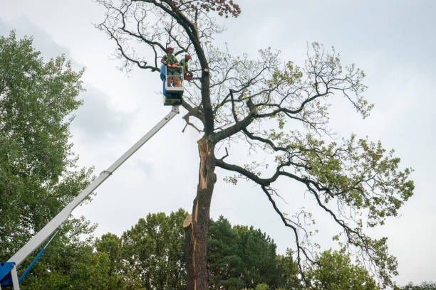 Tree and Shrub Care in Wardsville, MO