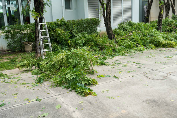 How Our Tree Care Process Works  in  Wardsville, MO