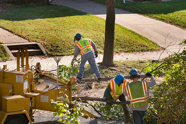 Wardsville, MO Tree Care  Company